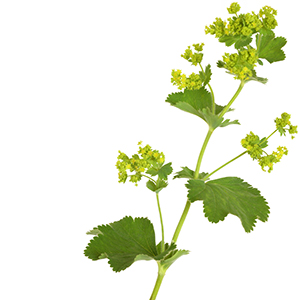 Lady's mantle herb Herbasol® Extract Glycerine unpreserved